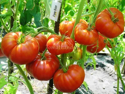 Лучшие сорта низкорослых помидоров - неприхотливые томаты для грядки — УНИАН
