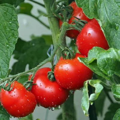 Лучшие сорта томатов для открытого грунта | tomatland.ru