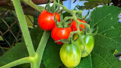 Ультраранние сорта томата для теплиц и открытого грунта в Украине ᐉ Блог  Agriks