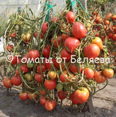 Agro-market24 - 🍅 Выбираем лучшие сорта помидоров для открытого грунта! 💥  Скорее переходите по ссылке в блог 👉 https://bit.ly/3cG7fqk ❤️ Ставьте  лайк и подписывайтесь на страничку в Facebook 🤗 Мы каждый день