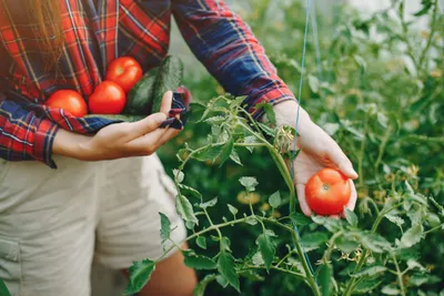 Сорта томатов для открытого грунта в Украине | выращивание, уход,  размножение растений