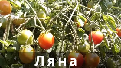 Семена томатов для открытого грунта — Лучшие сорта! - 2