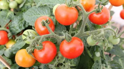 Воронежский садовод назвала лучшие сорта томатов для нашего региона —  Интернет-канал «TV Губерния»