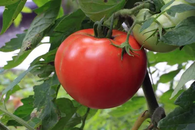 Лучшие сорта огурцов, томатов, капусты для открытого грунта: когда сажать  огурцы, помидоры и капусту в открытый грунт - 8 мая 2023 - 29.ru