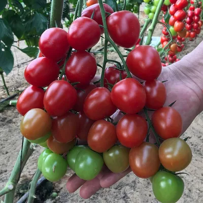 Ранние сорта томатов на посев для открытого грунта: лучшие разновидности и  какие пригодны для салатов и