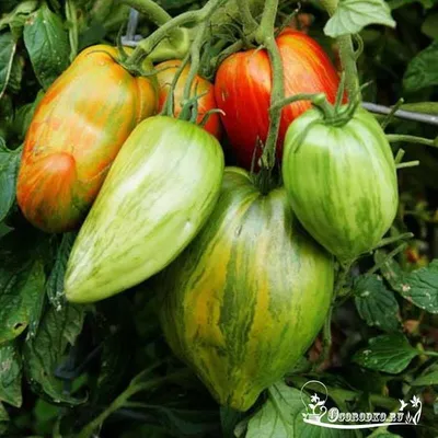 Самые урожайные сорта томатов для теплицы | tomatland.ru