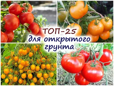 Выбираем из 25 томатов для открытого грунта – очень важно учитывать высоту  куста! | Флористикс Инфо | Дзен