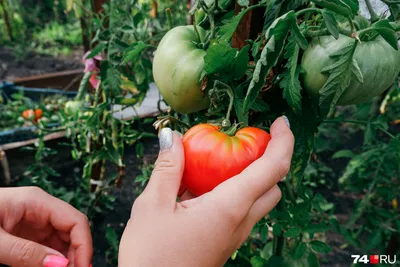 Самые лучшие сорта томатов без пасынкования для теплиц и открытого грунта.  Описания и характеристики - YouTube