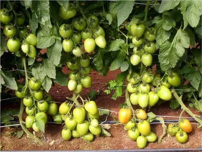 11 самых ранних сортов томатов для открытого грунта | Урожайная Дача | Дзен