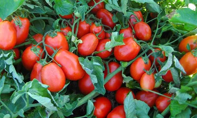 Урожайные сорта ранних томатов - полезные статьи о садоводстве от  Agro-Market