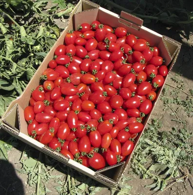 Низкорослые томаты без пасынкования | Выращивание томатов, Выращивание  помидоров, Овощные грядки