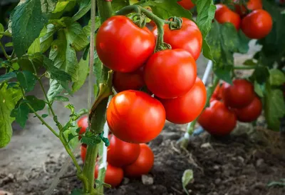 Гавриш Семена томатов для открытого грунта теплиц