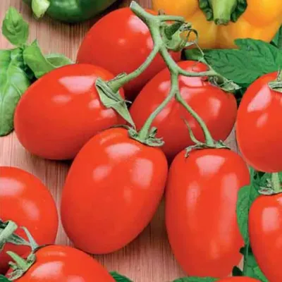 Лучшие сорта томатов для открытого грунта в Украине ᐉ Agriks.com.ua