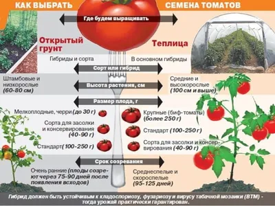 Лучшие сорта томатов для открытого грунта - Рейтинг 2020 года | Агро Сіті