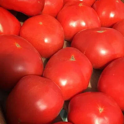 Низкорослые помидоры для открытого грунта — лучшие сорта томатов без  пасынкования