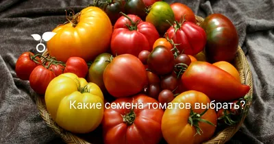 Ультраранние томаты для посева в марте!