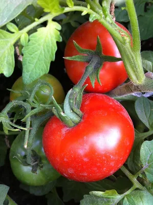 19 гигантов: самые крупноплодные сорта и гибриды томатов | На грядке  (Огород.ru)