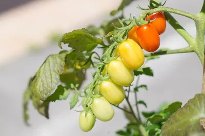 Удобрение для томатов в открытом грунте: что лучше выбрать