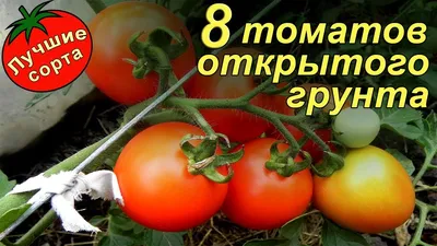 Лучшие урожайные сорта томатов для открытого грунта (низкорослые) - YouTube