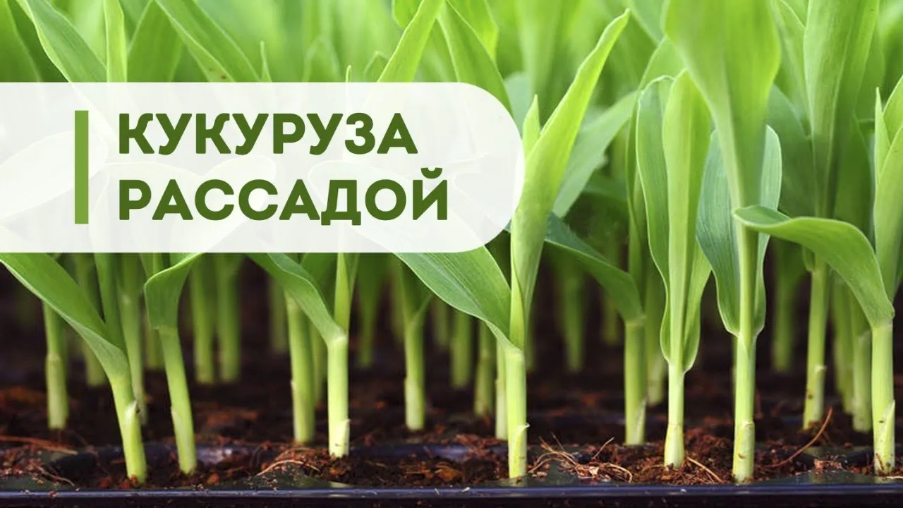 Рассада кукурузы выращивание. Рассада кукурузы. Всходы кукурузы. Рассада кукурузы в кассетах. Рассада кукурузы фото.