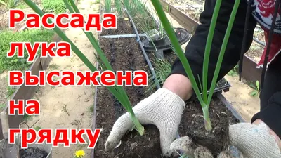 Выращивание рассады лука-порея