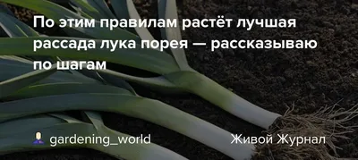 7dach - Пикантный лук-порей: посадка, выращивание, применение Этот  необычный лук выращивать вовсе не так сложно, как многие думают. Главное —  определить срок его посева на рассаду, ведь от этого во многом зависит