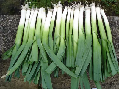 Лук - порей - Albos - 320 семена - Allium ampeloprasum L. – Garden Seeds  Market | Бесплатная доставка