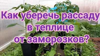 Подготовка плёночных теплиц к новому сезону | Гавриш