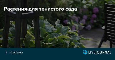 Цветущий сад в тени. Лучшие теневыносливые растения | УЧЕНЫЙ АГРОНОМ | Дзен