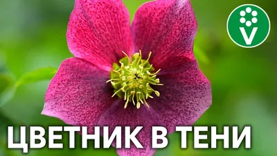 Какие лучше всего использовать растения для тенистого сада?