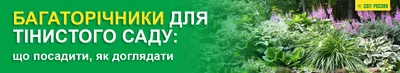 Какие растения стоит посадить в затененном саду? - АМ АГРО