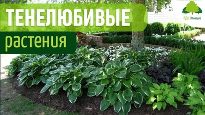 Растения для тенистого сада | Семь семян🌱Просто о садоводстве | Дзен