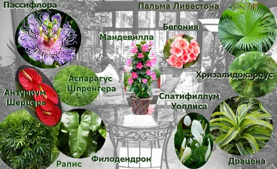 10 красивых цветов, которые расцветут в вашем саду даже без ухода | ivd.ru