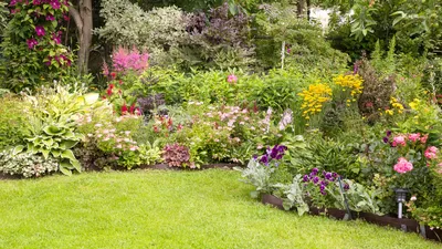 Хвойные растения в саду: Выбор и применение