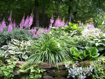 Неприхотливые многолетние цветы для дачи: фото, названия, виды, цветущие  все лето для клумбы, сада