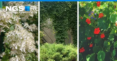 Как подобрать растения для сада в белых тонах - GreenMarket