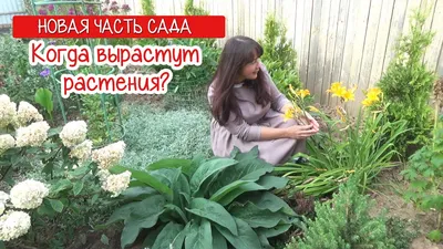 15 зимнезеленых растений для вашего сада | Дизайн участка (Огород.ru)