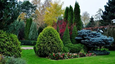 Принципы вертикального озеленения: Топ-10 плетистых и вьющихся растений для  сада
