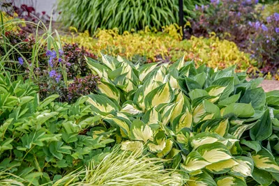 Хвойные растения для сада - Green Garth (Грин Гарт)