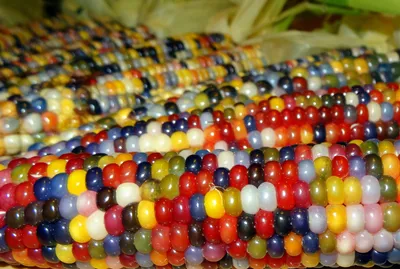 Разноцветная кукуруза фото фото