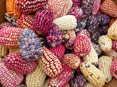 Цветная Кукуруза Ацтеков — Multicolor Aztec Corn | Дом Помидоров - Помидом