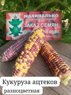 Живая Земля - Разноцветная кукуруза История разноцветной... | Facebook