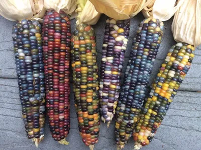 Разноцветная кукуруза и ее полезные свойства | Садоводство и рецепты | Дзен