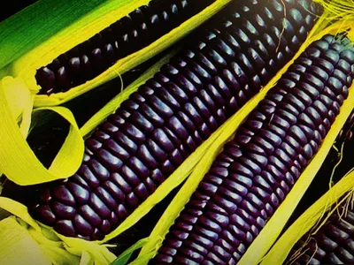 Разноцветная кукуруза купить семена | Веснодар