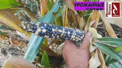 Разноцветная кукуруза» — создано в Шедевруме