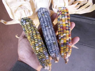 Цветная Кукуруза Ацтеков, Multicolor Aztec Corn | Favseeds.ru  интернет-магазин редких растений