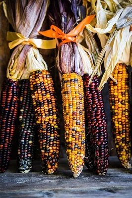 Цветная Кукуруза Ацтеков — Multicolor Aztec Corn | Дом Помидоров - Помидом