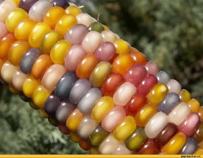 Разноцветную кукурузу можно вырастить в России | ДАЧА ДЯДИ ЖЕНИ🍀 | Дзен