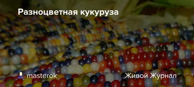 Разноцветная кукуруза и ее полезные свойства | Садоводство и рецепты | Дзен