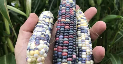 Цветная Кукуруза Ацтеков, Multicolor Aztec Corn | Favseeds.ru  интернет-магазин редких растений